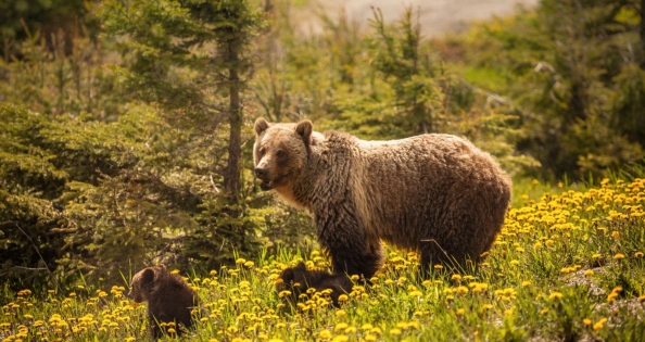 WIELKA NIEDŹWIEDZICA - ALASKA I KANADA ZACHODNIA 2027